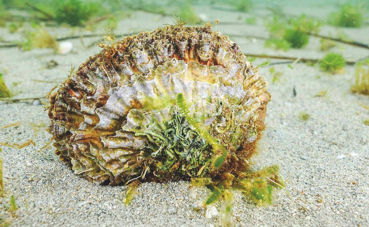 Sembrar 60 millones de ostras para salvar el Mar Menor